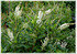 Silberkerzenstrauch Scheineller - Clethra alnifolia (2)
