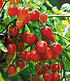 Snack-Tomate Romello F1 2 Pflanzen Kirschtomaten (2)