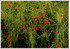 Springbrunnenpflanze Russelia equisetiformis (2)