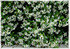 Sternjasmin Trachelospermum jasminoides (2)