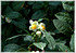 Teestrauch Camellia sinensis (2)