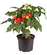 Tomatenpflanze mit Früchten 'Snack Direkt®',1 Pflanze (2)