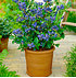 Topf-Heidelbeere "Blue Parfait",1 Pflanze (2)