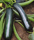 Topf-Zucchini "Easy Pick Green®" F1,2 Pflanzen (2)