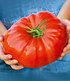 Veredelte Fleisch-Tomate "Gigantomo" F1,2 Pflanzen (2)
