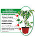 Veredelte Kirschtomate "Pepe"F1,2 Pflanzen Tomatenpflanze Snacktomate (2)