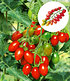 Veredelte Pflaumen-Tomate "Trilly" F1,2 Pflanzen (2)