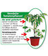 Veredelte Strauch-Tomate "Sparta" F1,2 Pflanzen Tomatenpflanze (2)