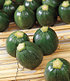Veredelte Zucchini "Eight Ball" F1,2 Pflanzen Cucurbita pepo (2)