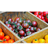 Veredelte Zucker-Tomate Solena® Choco F1,2 Pflanzen (2)