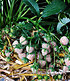 Weiße Ananas-Erdbeere "Natural White",3 Pfl. & 1 Pfl. Senga Sengana (2)