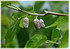 Weißer Maulbeerbaum Morus alba (2)