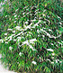 Winterharte Bambus-Hecke,10 Pflanzen (2)