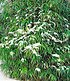 Winterharte Bambus-Hecke,5 Pflanzen (2)