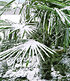 Winterharte Kübel-Palme 1 Pflanze, Chinesische Hanfpalme (3)