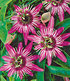 Winterharte Passionsblume "Ladybirds Dream", 1 Pflanze (2)