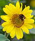 Winterharte Sonnenblume "SunCatcher®",1 Pflanze (2)
