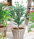 Winterharter Eukalyptus "Azura®", 1 Pflanze (2)