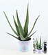 XXL Aloe Vera, 40-50 cm hoch,1 Pflanze (2)