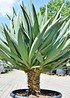 Yucca gloriosa (Kerzen-Palmlilie) - Yucca gloriosa (2)