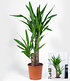 Yucca Palme ca. 70 cm hoch,1 Pflanze (2)