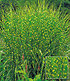 Zebra-Gras,1 Pflanze (2)