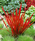 Ziergras "Red Baron",3 Pflanzen (2)