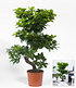 Zimmerbonsai Ficus "Ginseng"ca 40 cm hoch,1 Pflanze (2)