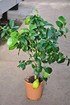 Zitronenbaum aus Italien - Citrus (2)