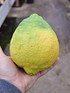 Zitronenbaum (Kaiserzitrone, Riesenzitrone) - Citrus limon Lipo (2)