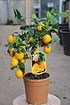 Zitronenbaum (Meyers Zitrone) - Citrus meyeri (2)
