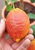 Zitronenbaum (Rote Zitrone) Rosso - Citrus limon Rosso (2)
