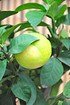 Zitronenbaum (Zitronatzitrone, Cedrat) - Citrus medica (2)