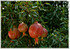 Zwerg-Granatapfel Punica granatum ´Nana` (2)