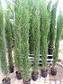 Zypressen Mix (Toskana Zypresse) 5 Pflanzen - Cupressus sempervirens (2)