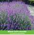Mein schöner Garten Duftendes Staudenbeet, 22 Pflanzen (8)