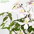 Mein schöner Garten Waldreben-Set 'Clematis montana' (8)