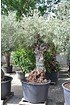 Olivenbaum (Hojiblanca) frosthart - Olea europea Hojiblanca (8)