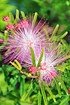 Rosa Puderquastenstrauch(Dixie Pink) - Calliandra surinamensis (8)