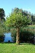 Weide geflochten (dunkel) große Kugel - Salix fragilis (8)