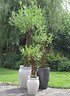 Weide geflochten (dunkel) trichterförmig - Salix fragilis (8)