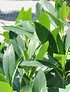 Japanischer Papierbusch - Edgeworthia chrysantha Grandiflora (7)