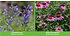 Mein schöner Garten Staudenbeet "Blooms for Months", 29 Pflanzen (7)