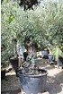 Olivenbaum (Hojiblanca) frosthart - Olea europea Hojiblanca (7)