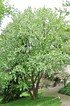 Taschentuchbaum (Taubenbaum) - Davidia involucrata (7)