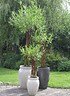 Weide geflochten (dunkel) große Kugel - Salix fragilis (7)