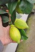 Zitronenbaum aus Italien - Citrus (7)
