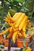 Zitronenbaum (Buddhas Hand) - Citrus medica Digitata (7)