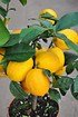 Zitronenbaum (Meyers Zitrone) - Citrus meyeri (7)