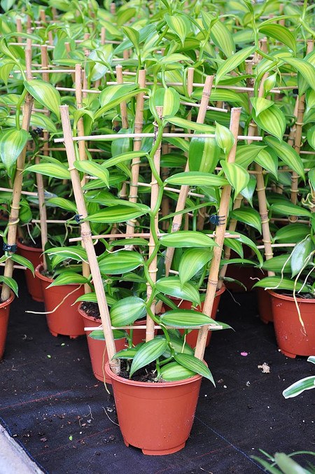 Zimmerpflanze Pflanze echte Vanille, Gewürzvanille Vanilla planifolia